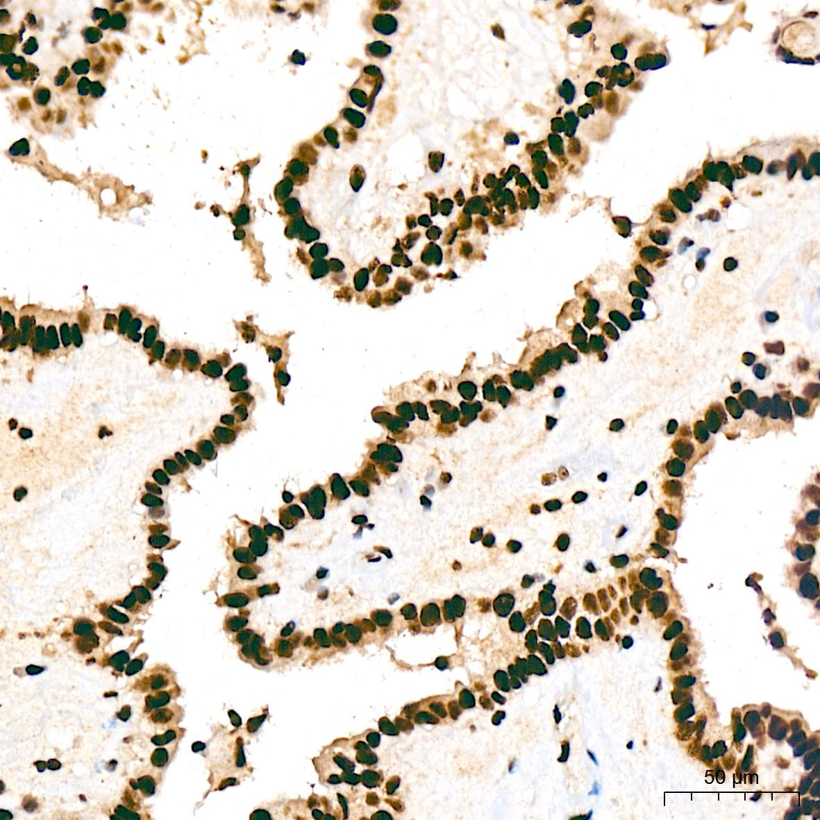 SF3B3/SAP130 Rabbit Monoclonal Antibody - Image 5