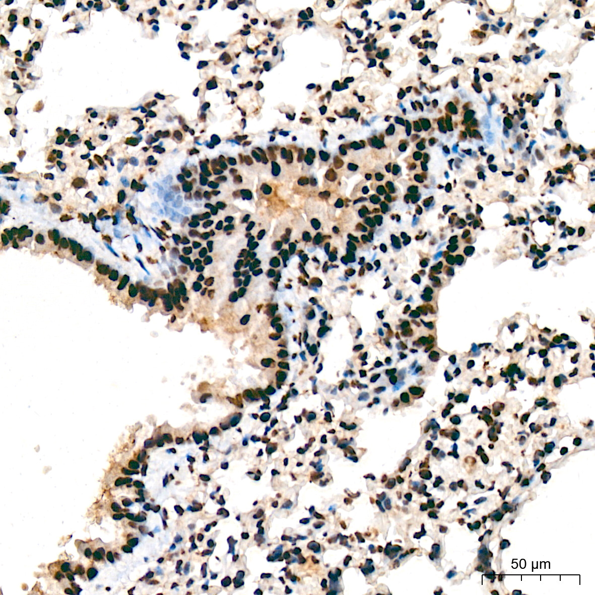 SF3B3/SAP130 Rabbit Monoclonal Antibody - Image 6