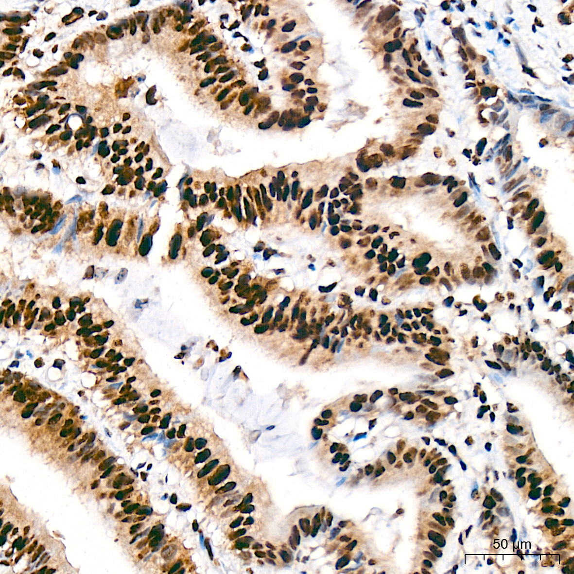 SF3B3/SAP130 Rabbit Monoclonal Antibody - Image 7