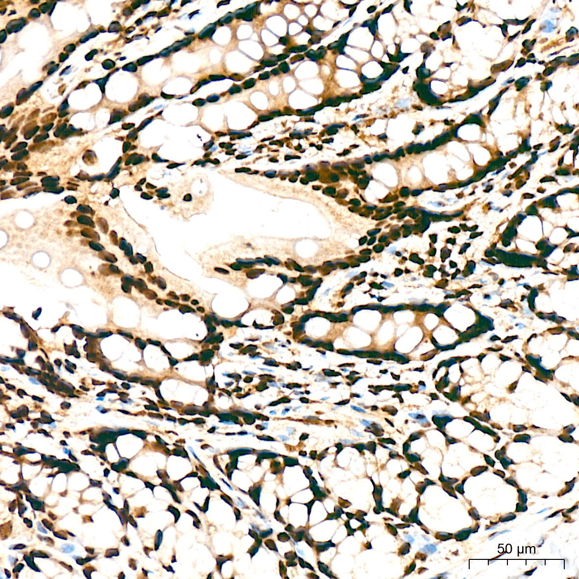 SF3B3/SAP130 Rabbit Monoclonal Antibody - Image 9