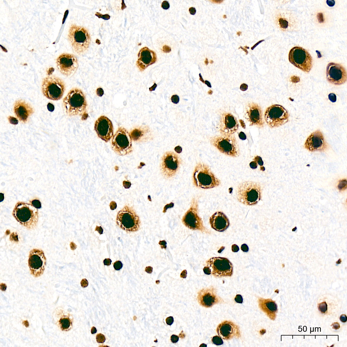 SFPQ Rabbit Monoclonal Antibody - Image 2