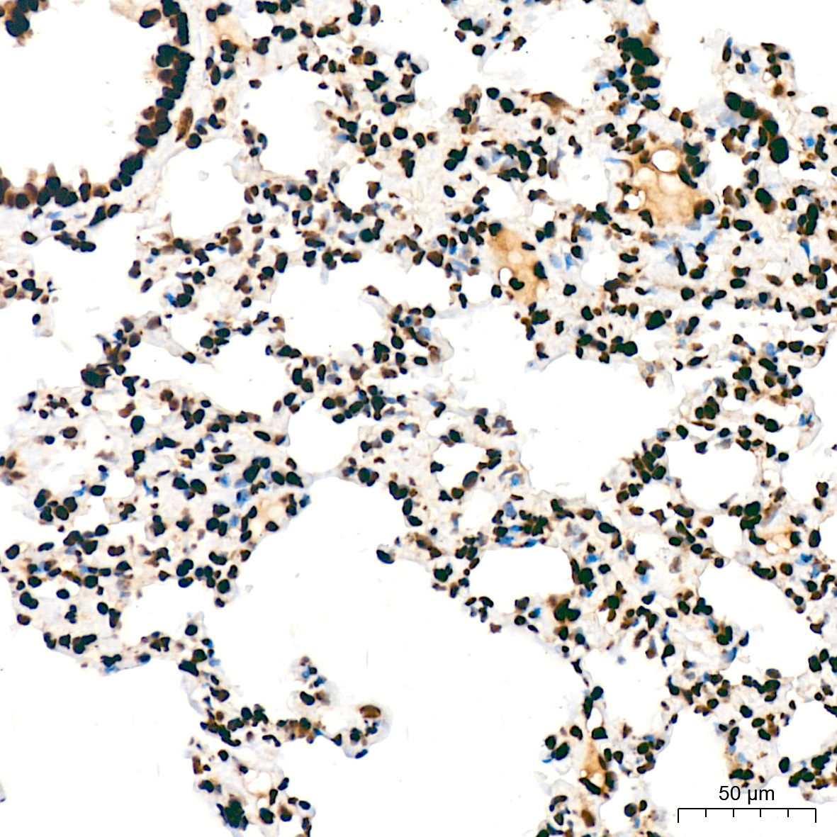 SFPQ Rabbit Monoclonal Antibody - Image 3