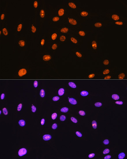 SFPQ Rabbit Monoclonal Antibody - Image 4