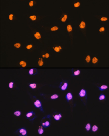 SFPQ Rabbit Monoclonal Antibody - Image 5