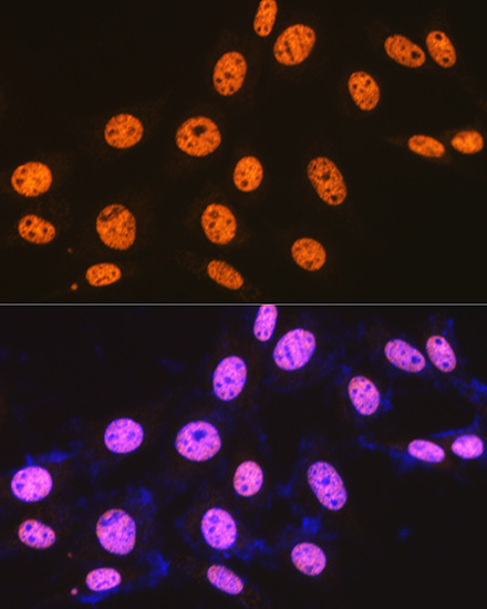 SFPQ Rabbit Monoclonal Antibody - Image 6