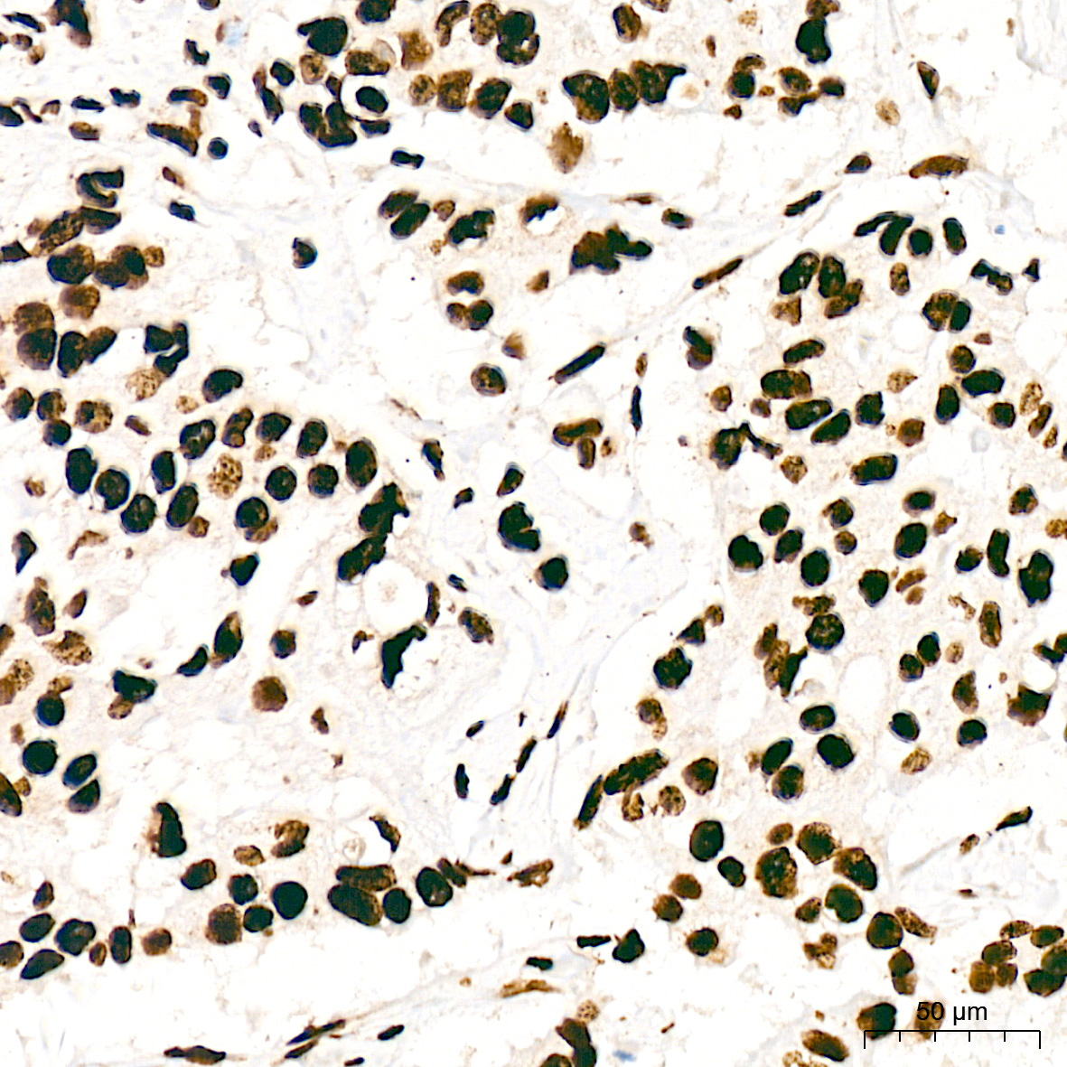 SFPQ Rabbit Monoclonal Antibody - Image 7