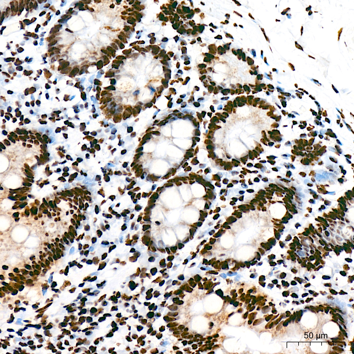 SFPQ Rabbit Monoclonal Antibody - Image 8