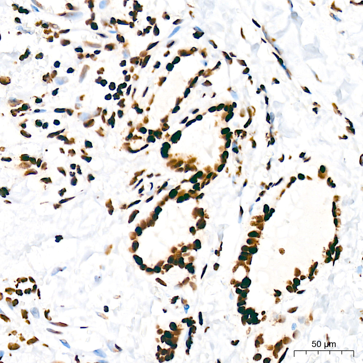 SFPQ Rabbit Monoclonal Antibody - Image 9