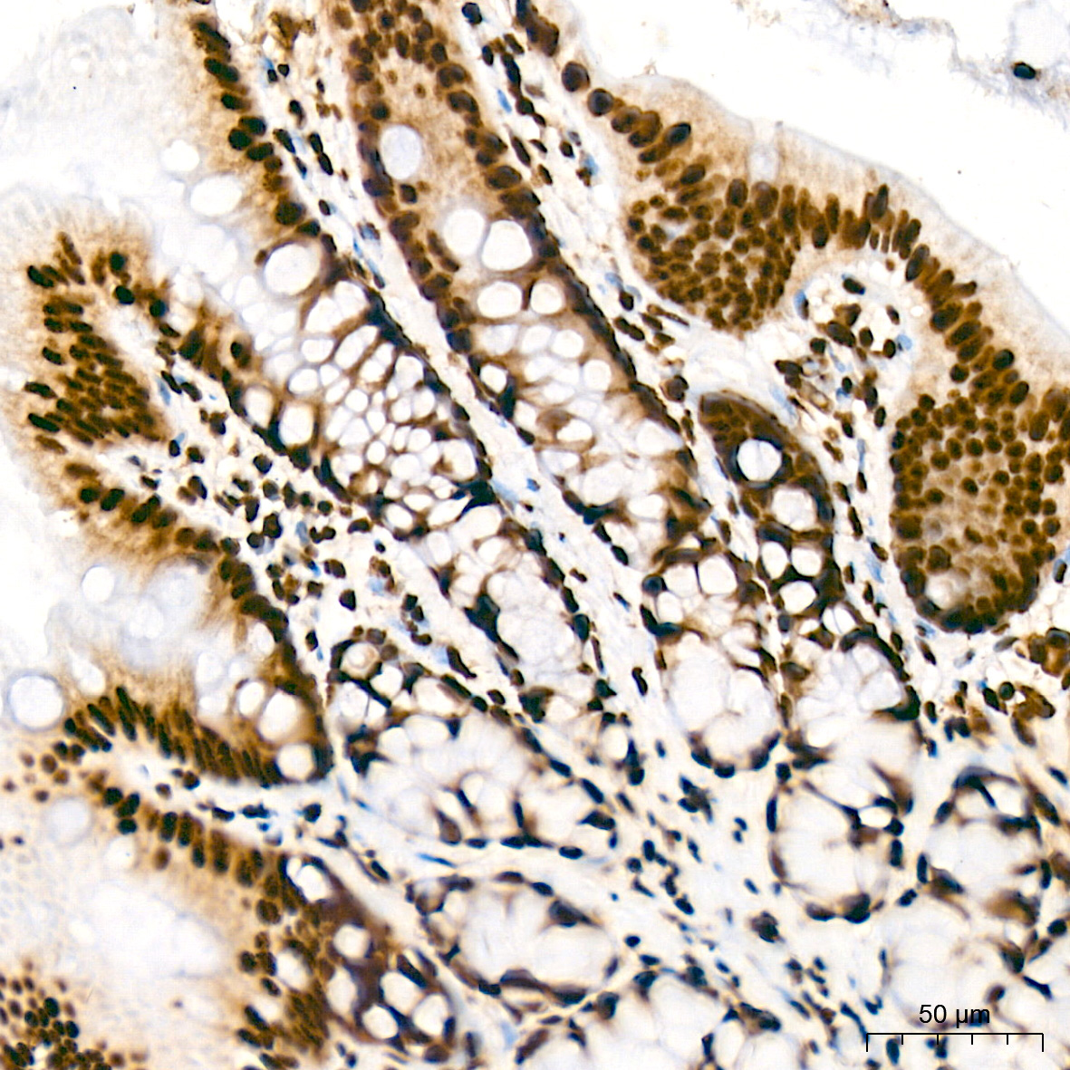 SFPQ Rabbit Monoclonal Antibody - Image 10