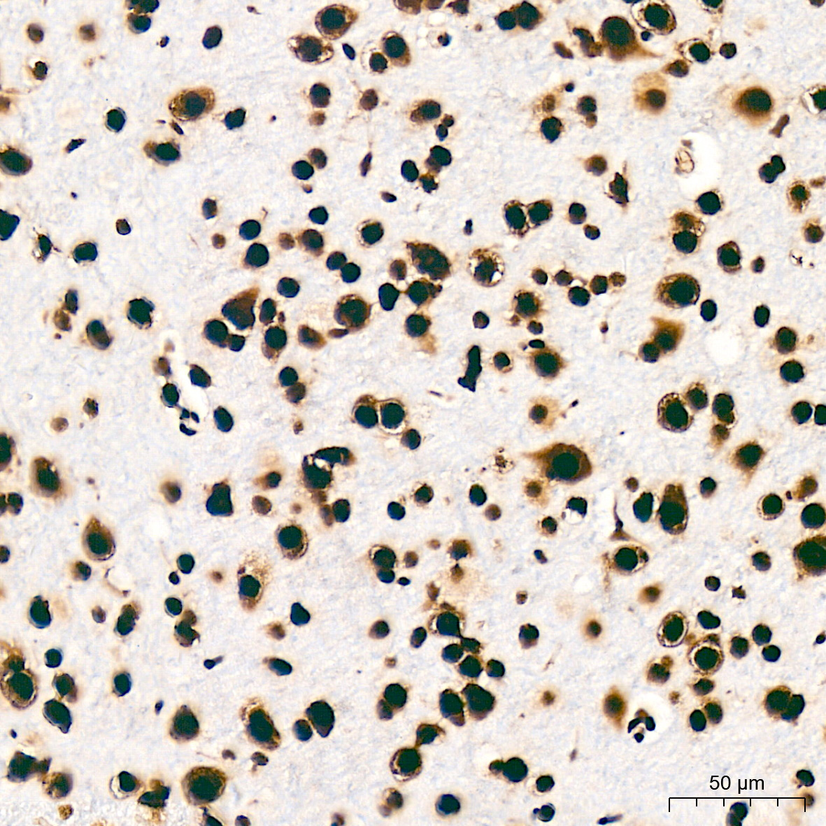 SFPQ Rabbit Monoclonal Antibody - Image 11