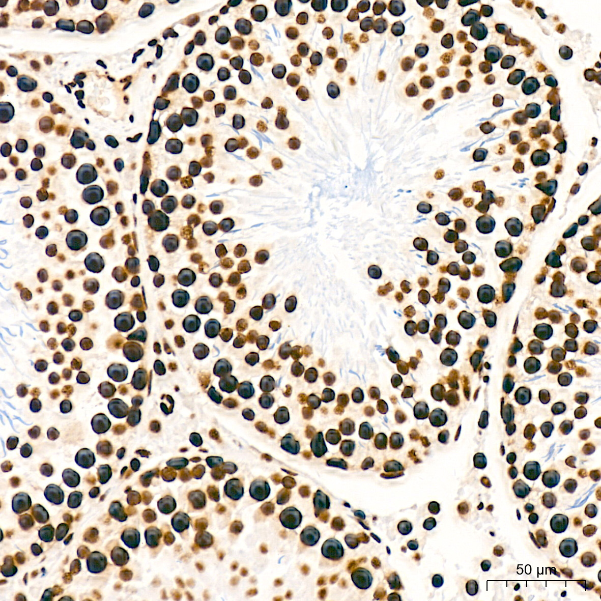 SFPQ Rabbit Monoclonal Antibody - Image 12