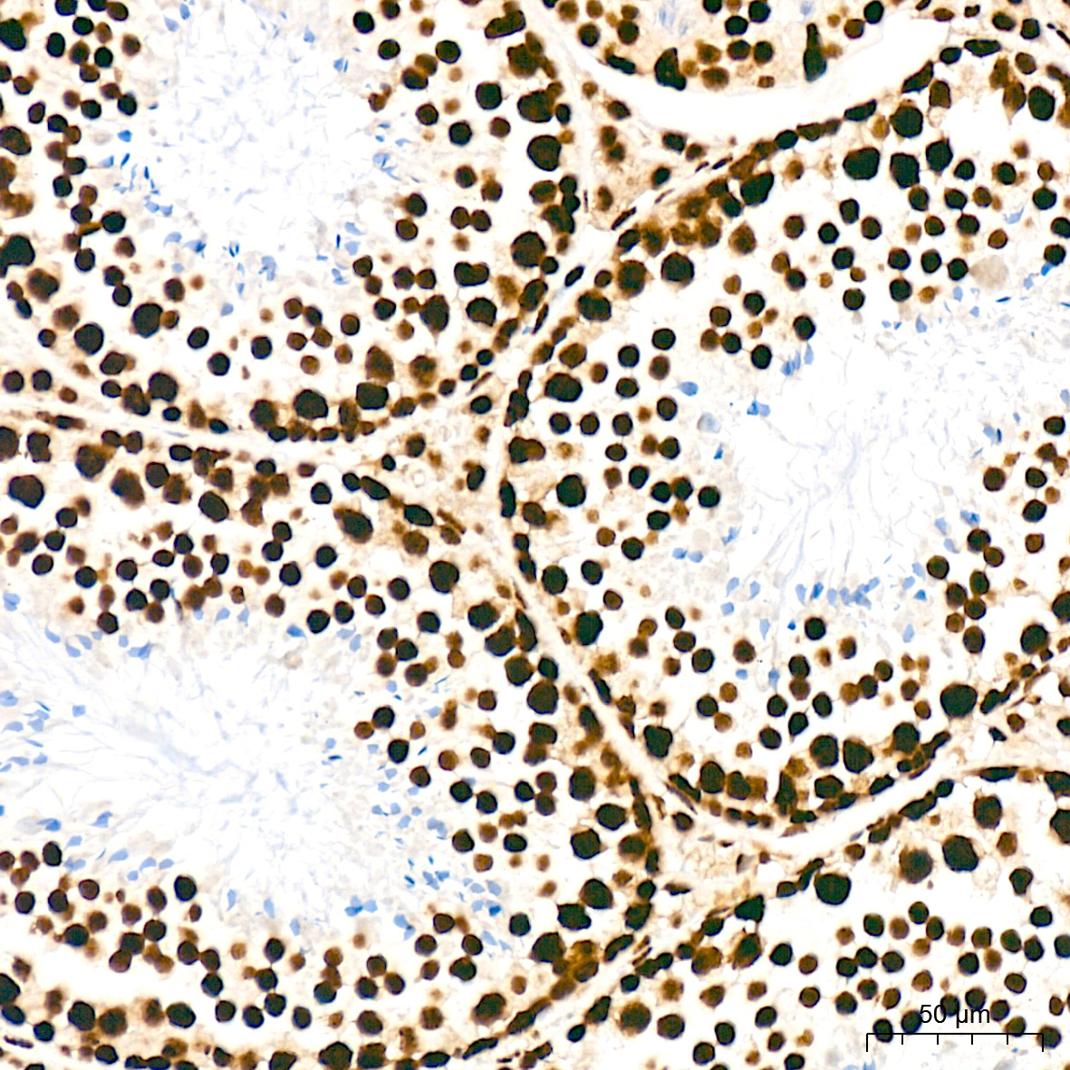 SFPQ Rabbit Monoclonal Antibody - Image 13