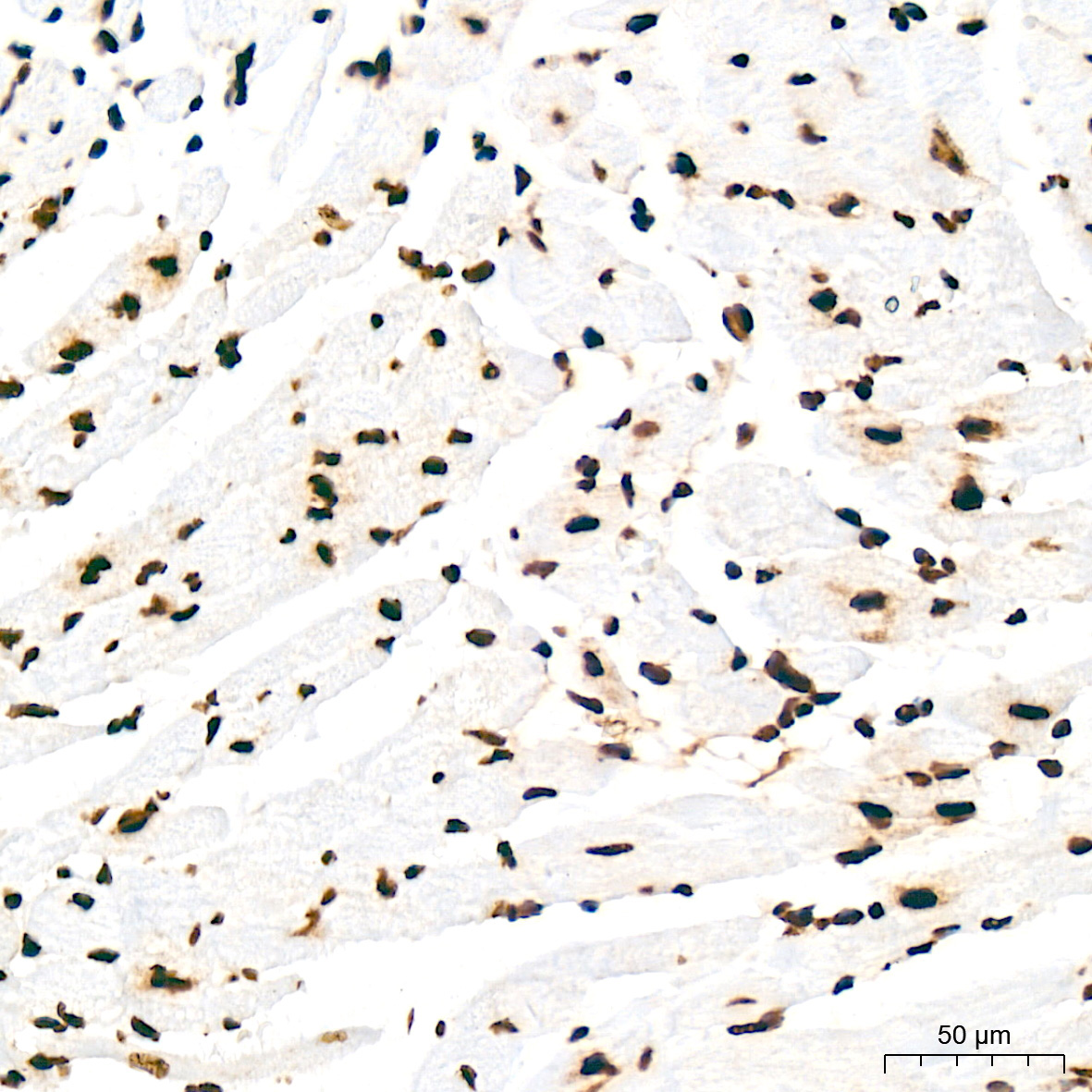 SFPQ Rabbit Monoclonal Antibody - Image 14