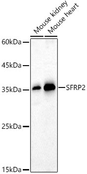 SFRP2 Rabbit Polyclonal Antibody