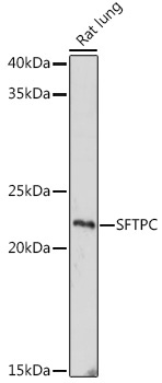 SFTPC Rabbit Polyclonal Antibody