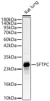 SFTPC Rabbit Polyclonal Antibody