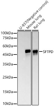SFTPD Rabbit Monoclonal Antibody