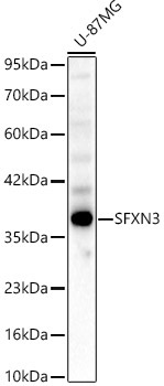 SFXN3 Rabbit Polyclonal Antibody