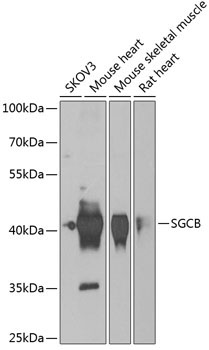 SGCB Rabbit Polyclonal Antibody