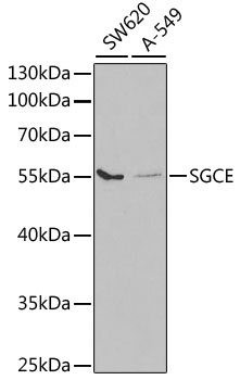 SGCE Rabbit Polyclonal Antibody