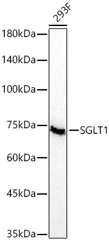 SGLT1 Rabbit Monoclonal Antibody