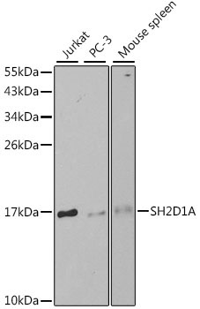 SH2D1A Rabbit Polyclonal Antibody
