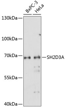 SH2D3A Rabbit Polyclonal Antibody