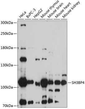 SH3BP4 Rabbit Polyclonal Antibody