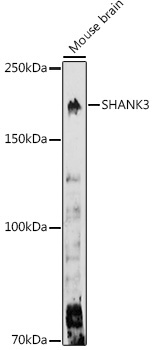 SHANK3 Rabbit Polyclonal Antibody