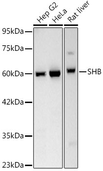 SHB Rabbit Monoclonal Antibody