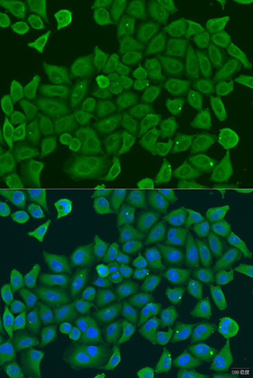 SHC4 Rabbit Polyclonal Antibody
