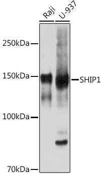 SHIP1 Rabbit Monoclonal Antibody