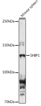 SHIP1 Rabbit Polyclonal Antibody