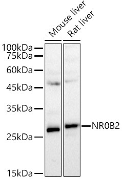 SHP/NR0B2 Rabbit Polyclonal Antibody