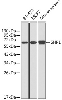 SHP1 Rabbit Polyclonal Antibody