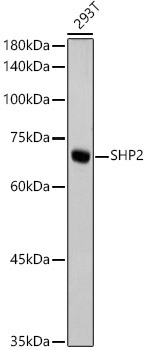 SHP2 Rabbit Monoclonal Antibody