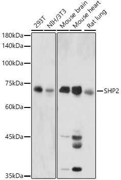 SHP2 Rabbit Polyclonal Antibody