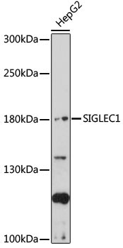 SIGLEC1 Rabbit Polyclonal Antibody