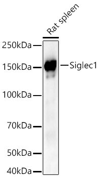 Siglec1 Rabbit Polyclonal Antibody