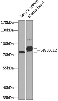 SIGLEC12 Rabbit Polyclonal Antibody
