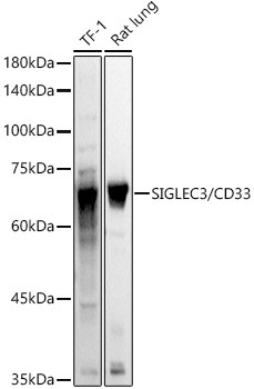 SIGLEC3/CD33 Rabbit Polyclonal Antibody