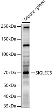 SIGLEC5 Rabbit Polyclonal Antibody