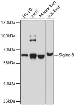 Siglec-8 Rabbit Polyclonal Antibody