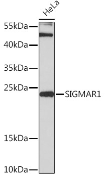 SIGMAR1 Rabbit Polyclonal Antibody