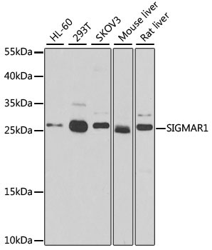 SIGMAR1 Rabbit Polyclonal Antibody