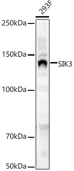SIK3 Rabbit Polyclonal Antibody