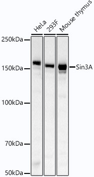 Sin3A Rabbit Monoclonal Antibody