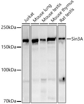 Sin3A Rabbit Polyclonal Antibody