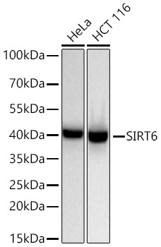 SIRT6 Rabbit Monoclonal Antibody