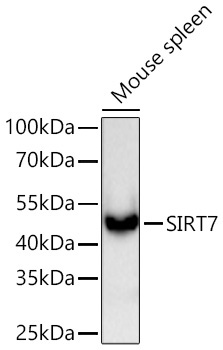 SIRT7 Rabbit Monoclonal Antibody